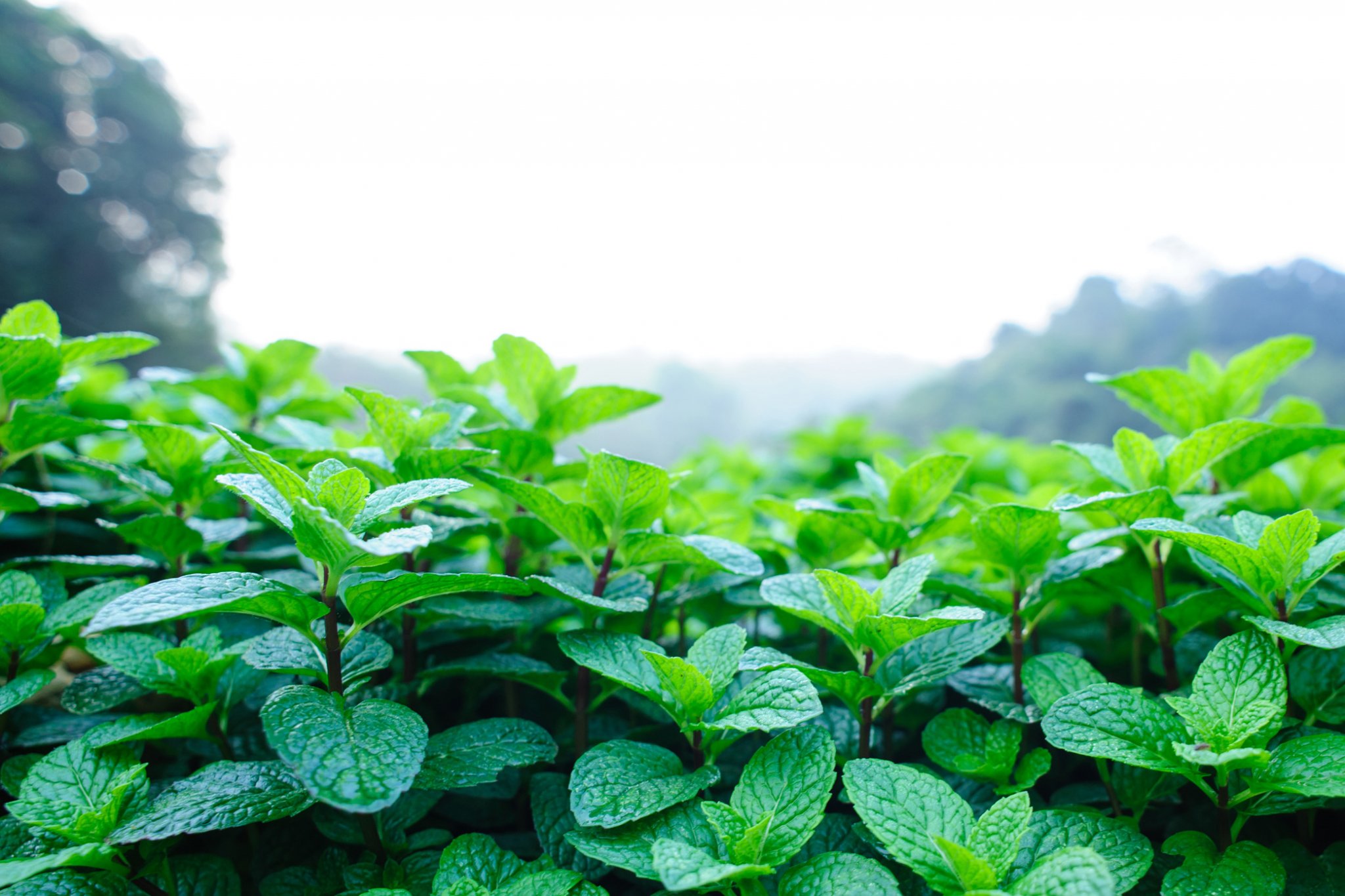 Menthol-Nasensalbe - neue Rezeptur - AUDOR
